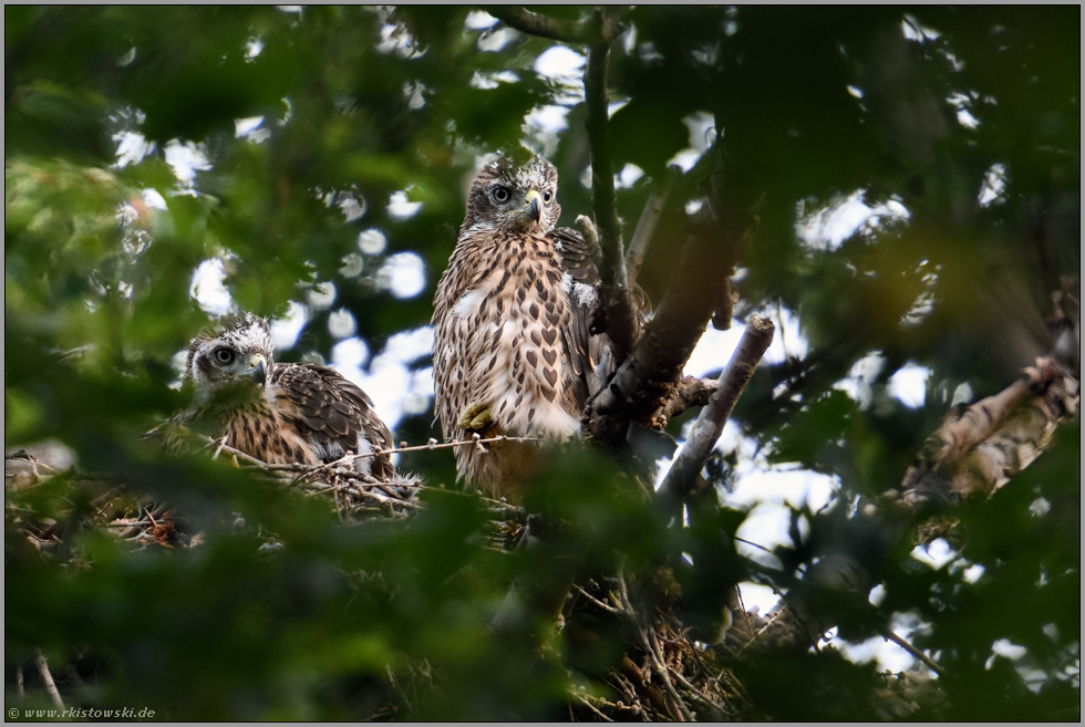 allmählich durchgemausert ... Habicht *Accipiter gentilis*, Habichtküken auf ihrem Horst in den Baumkronen, Mitte Juni