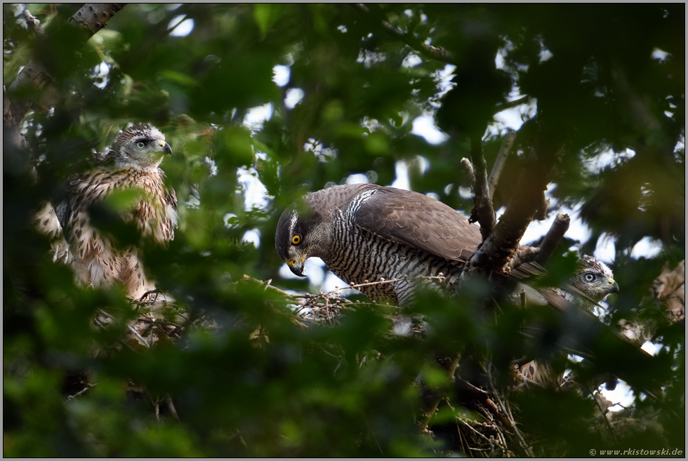 Familienleben... Habicht *Accipiter gentilis*, Habichtweibchen gemeinsam mit Nachwuchs auf dem Horst