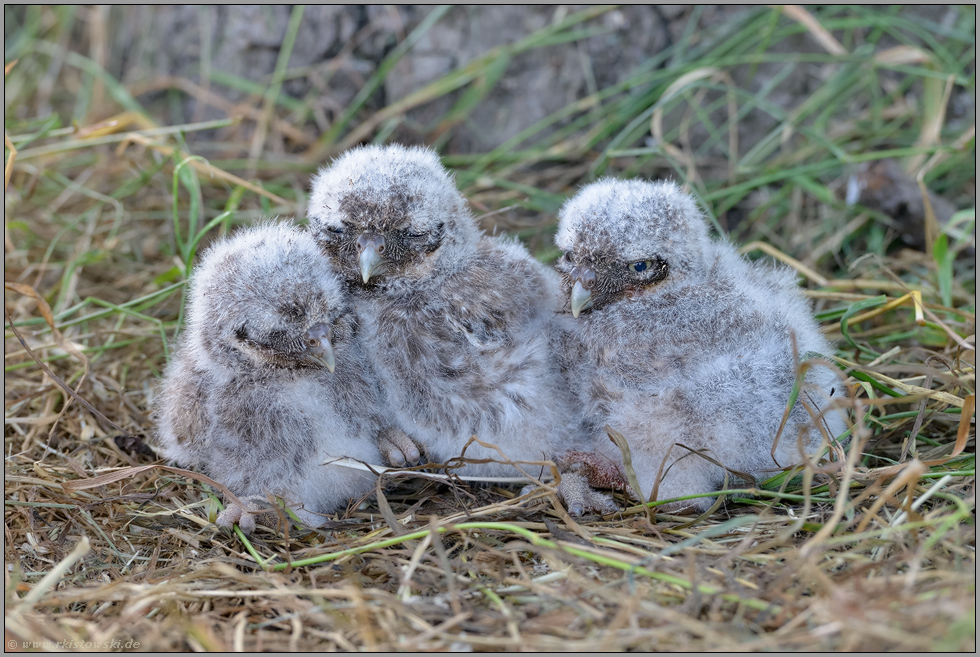 kuschelig... Steinkauz *Athene noctua*, wenige Wochen alte Steinkauzküken