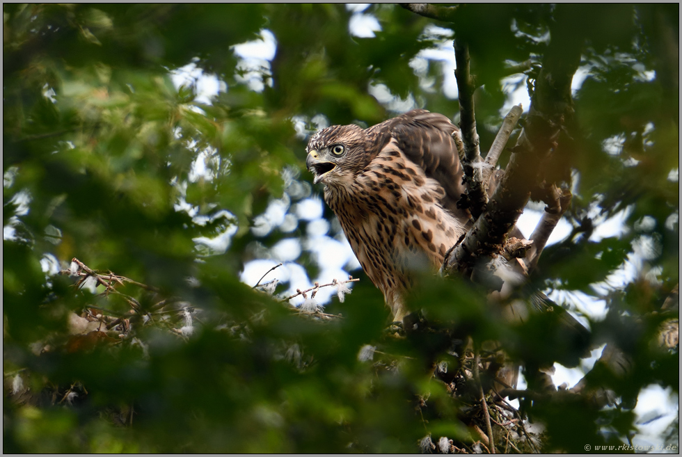 erzürnt... Habicht *Accipiter gentilis*, Junghabicht bettelt um Futter, ruft nach Altvogel, hat Hunger