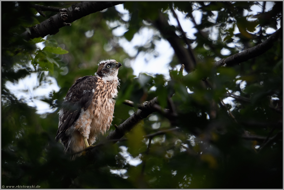 Neuland... Habicht *Accipiter gentilis*, junger Habicht, Ästling, abseits vom Horst