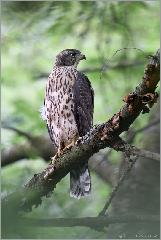 schon ein echter Vogel Greif... Habicht *Accipiter gentilis*, diesjähriger Jungvogel in typischer Umgebung im Wald