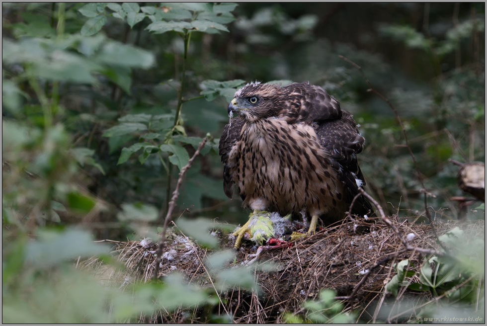 am Rupfplatz... Habicht *Accipiter gentilis*,  Jungvogel sitzt am Waldboden auf Beute, frisst