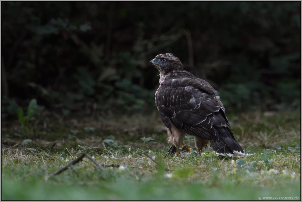 Hakenschnabel... Habicht *Accipiter gentilis*,  Jungvogel auf einer Waldlichtung am Boden mit Beute