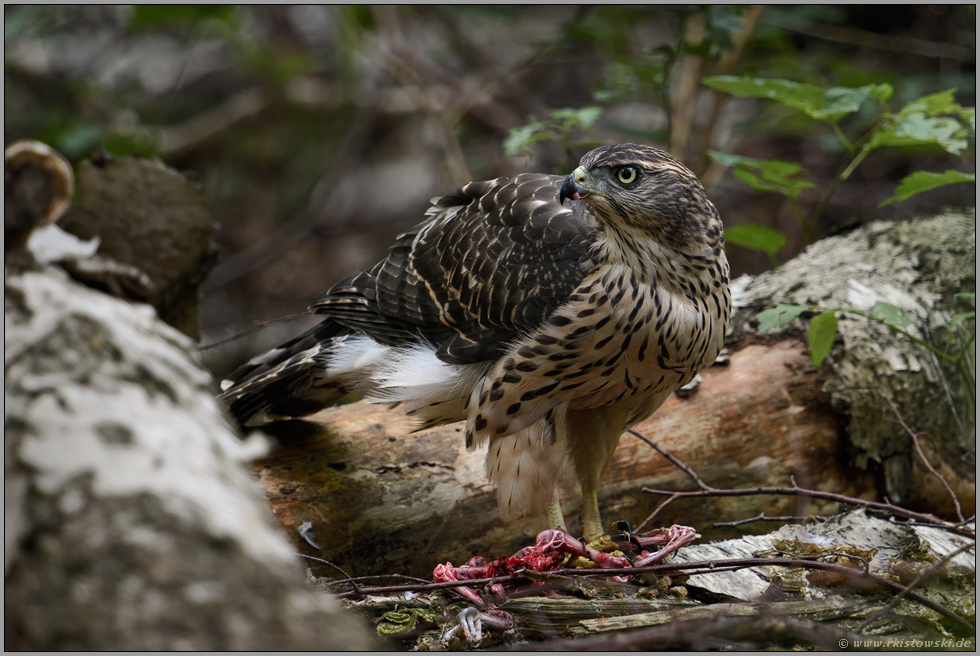 stets auf der Hut... Habicht *Accipiter gentilis*,  Jungvogel auf einer Waldlichtung am Boden mit Beute