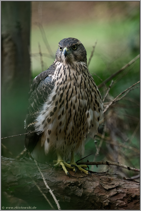 am Boden...  Habicht *Accipiter gentilis*, flügger Jungvogel, Rothabicht auf Holzstämmen im Wald