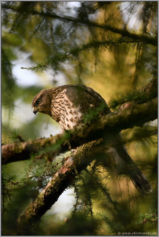 frühes Morgenlicht...  Habicht *Accipiter gentilis*, flügger Jungvogel, Rothabicht in einer Lärche