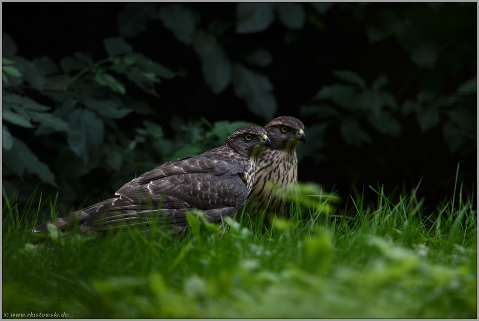 auf dem Boden... Habicht *Accipiter gentilis*, zwei Rothabichte am Rand einer Wildwiese im Wald