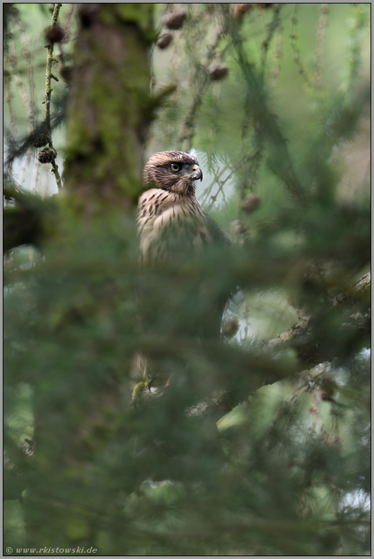 der unsichtbare Jäger... Habicht *Accipiter gentilis* in einer Lärche im Wald sitzend