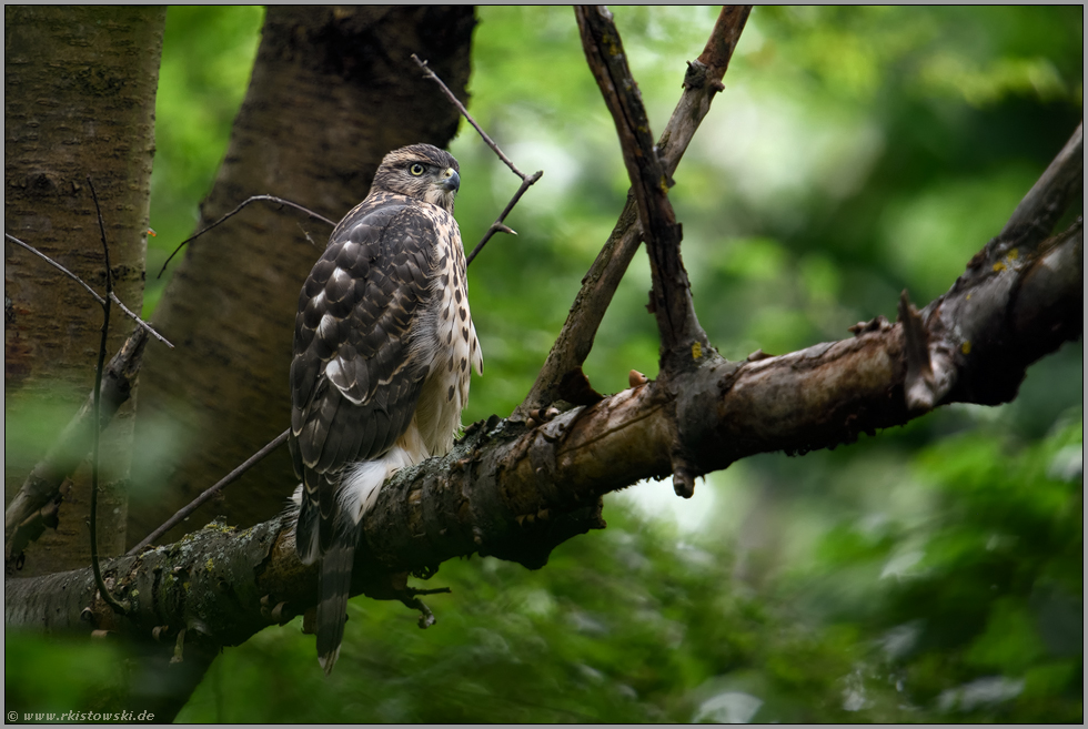 ruhend...  Habicht *Accipiter gentilis* im Wald, diesjähriger Jungvogel