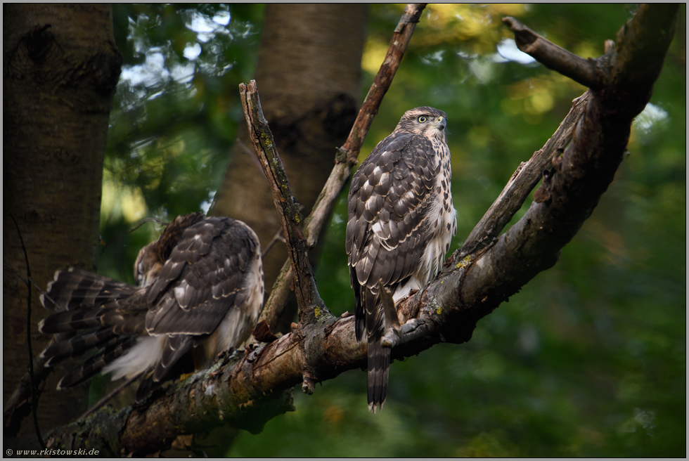 einer guckt, einer putzt... Habicht *Accipiter gentilis*, zwei noch junge Habichte gemeinsam im Wald