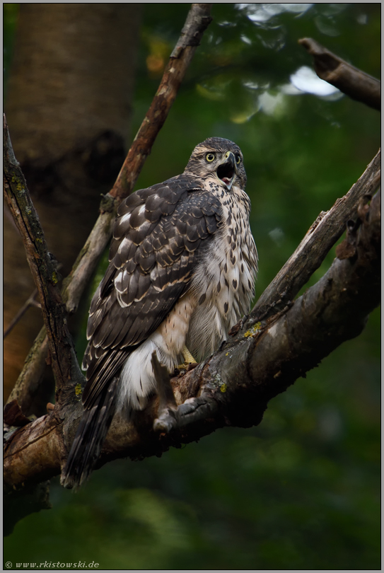 Kontaktruf... Habicht *Accipiter gentilis*, junger Habicht ruft in den Wald, zeigt an, wo er zu finden ist