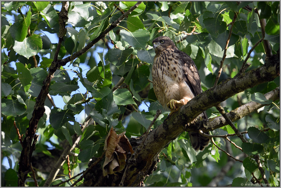 versteckt im Baum...  Habicht *Accipiter gentilis* zwischen den Blättern einer alten Pappel