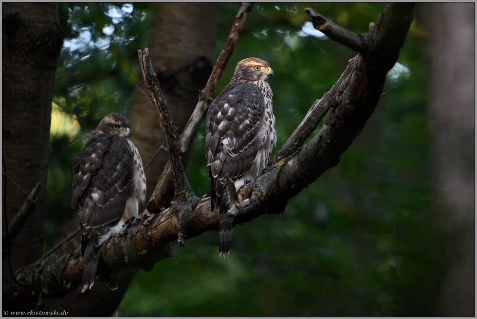 für einen kurzen Moment... Habicht *Accipiter gentilis*, ein wenig Sonnenlicht fällt auf zwei junge Habichte im Wald