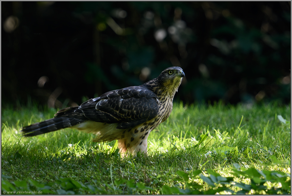 am Boden im Gras stehend... Habicht *Accipiter gentilis*, junger Habicht, Rothabicht in der Seitenansicht