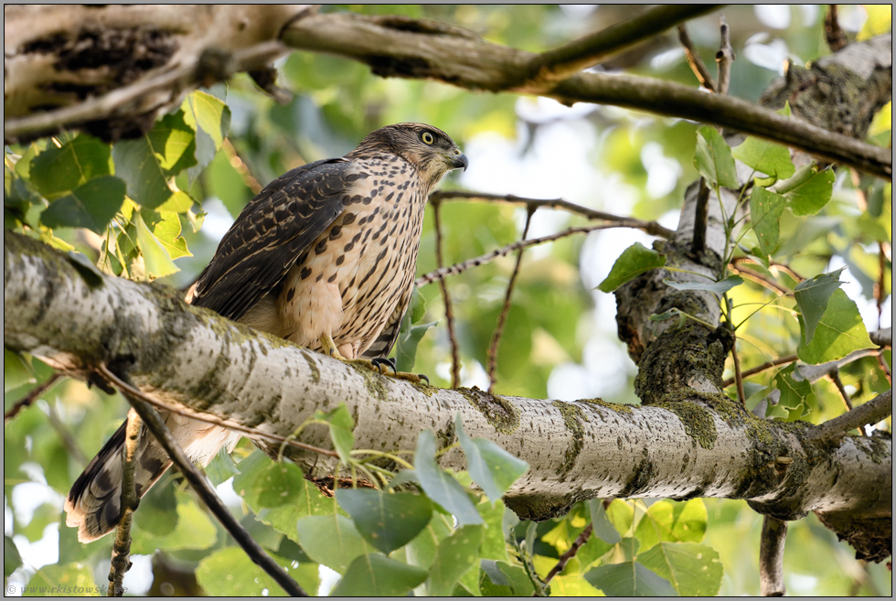 Deckung im Blattwerk... Habicht *Accipiter gentilis* bei der Jagd