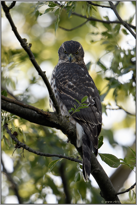 scharfer Blick nach unten... Habicht *Accipiter gentilis*, Jungvogel im Baum sitzend