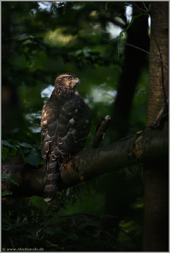 im Dunkel des Waldes... Habicht *Accipiter gentilis*, Rothabicht in den Baumkronen