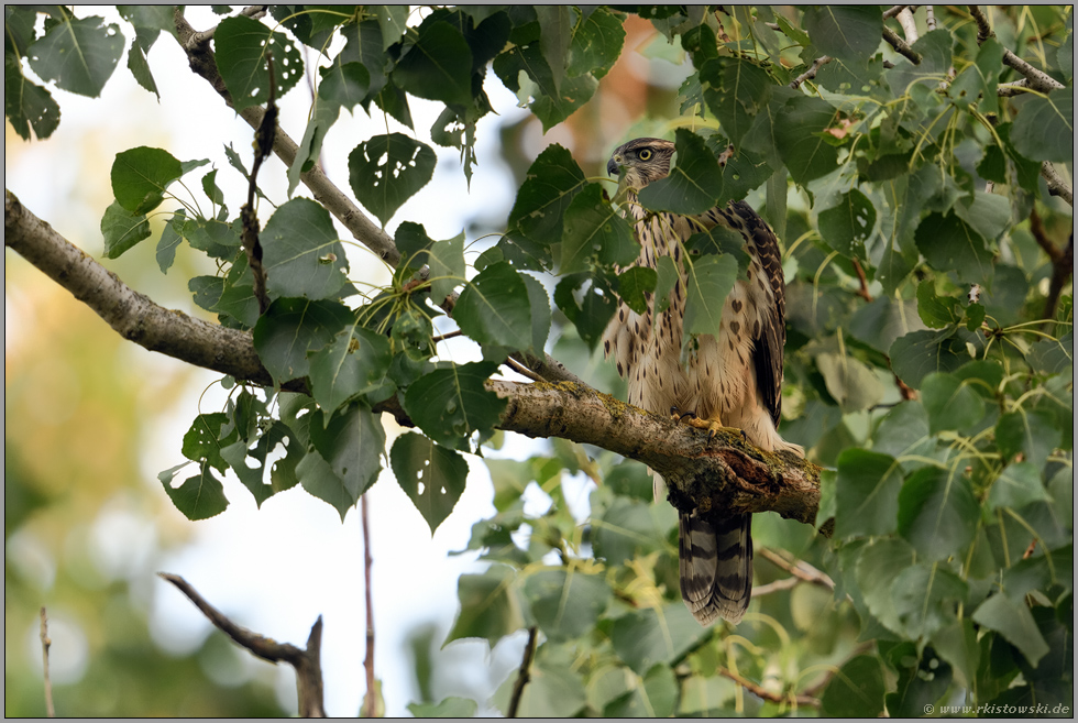 versteckt im Laubwerk... Habicht *Accipiter gentilis*, Rothabicht bei der Jagd in einer Pappel, Ansitzjäger