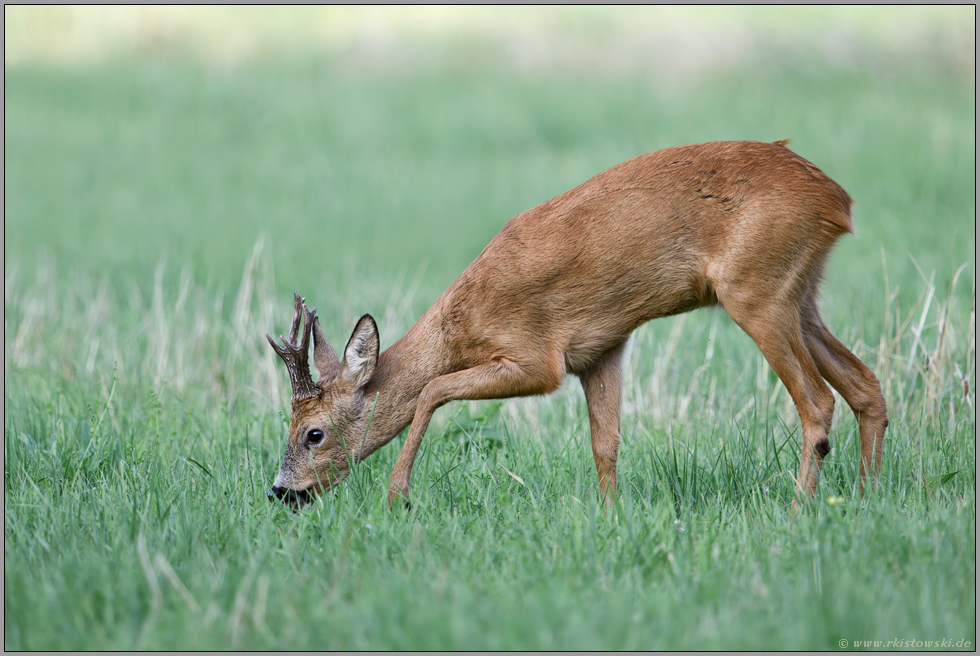 Feinschmecker... Reh *Capreolus capreolus*, Rehbock sucht auf einer Wiese nach feinschmeckenden Kräutern und Gräsern