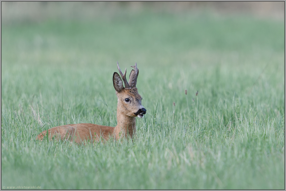 ruhend im Gras.. Reh *Capreolus capreolus*, Rehbock liegt wiederkäuend in einer Wiese