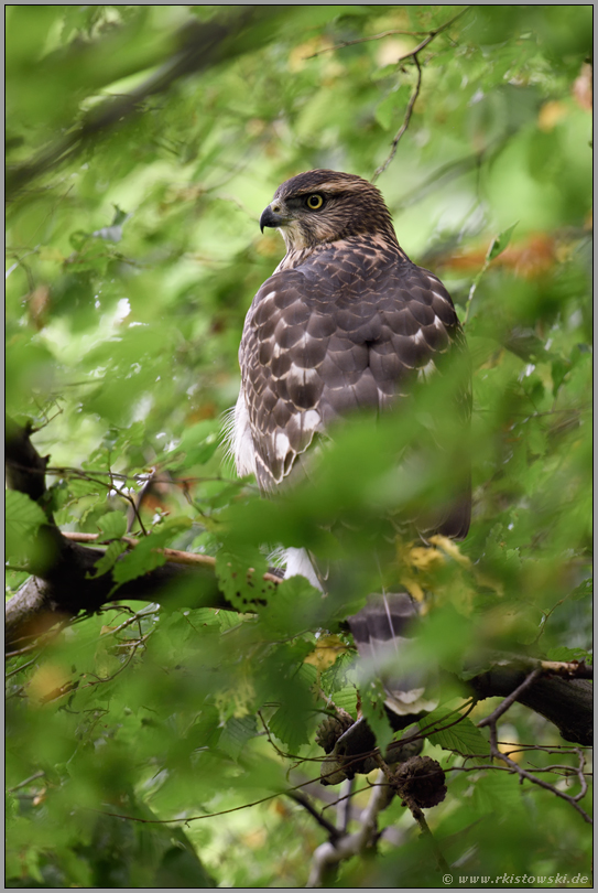 Leben im Verborgenen... Habicht *Accipiter gentilis* im Wald