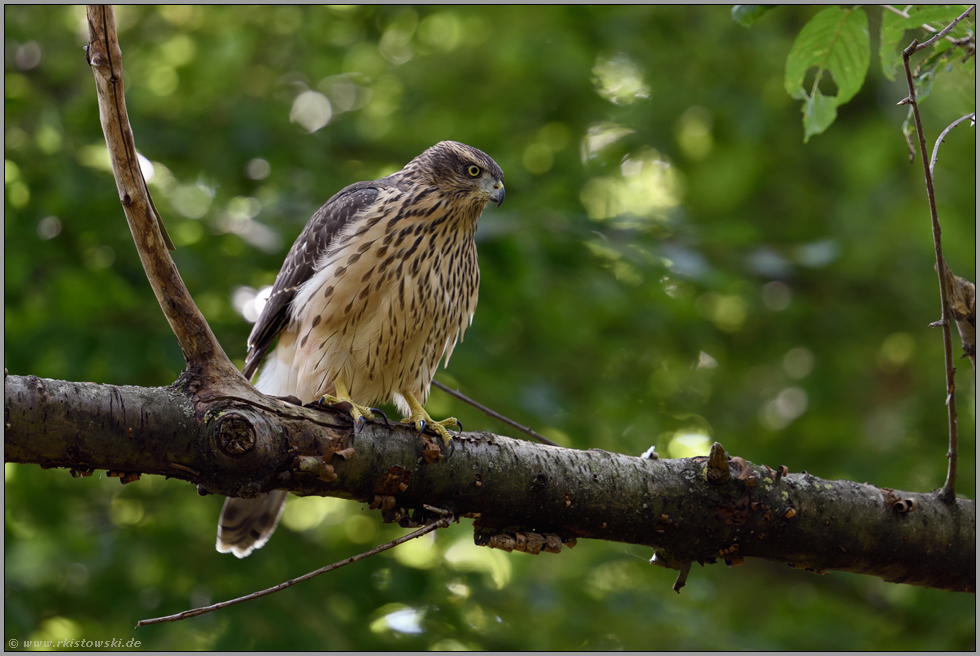 Ansitzjäger... Habicht *Accipiter gentilis*, junger Habicht im Wald beobachtet potentielle Beute