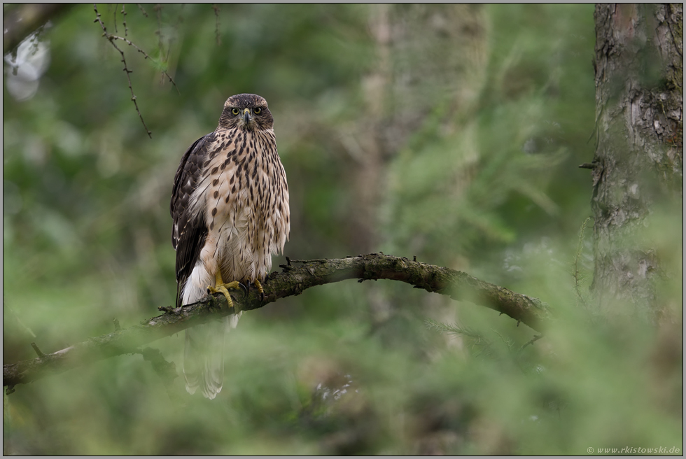 Greifvogel im Wald... Habicht *Accipiter gentilis*, junger Habicht sitzt in einer Lärche