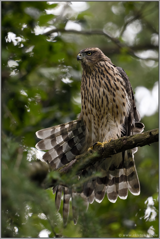 recken und strecken... Habicht *Accipiter gentilis* reckt sich, streckt Flügel, spreizt Stoss auseinander, Jungvogel