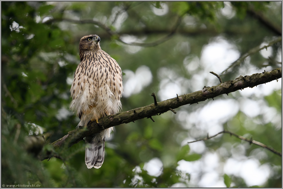 aufmerksam interessiert... Habicht *Accipiter gentilis*, Rothabicht bei der Jagd, beobachtet potentielle Beute