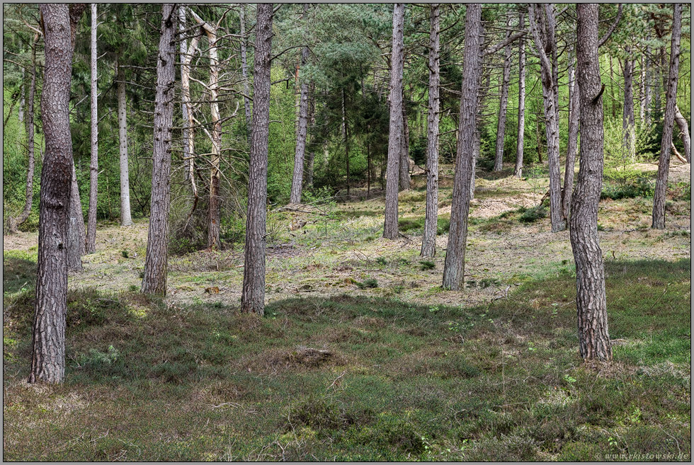 Dünen-Kiefernwald... Wernerwald *Cuxhaven-Duhnen*, typische Waldform auf nährstoffarmen, sandigen Böden