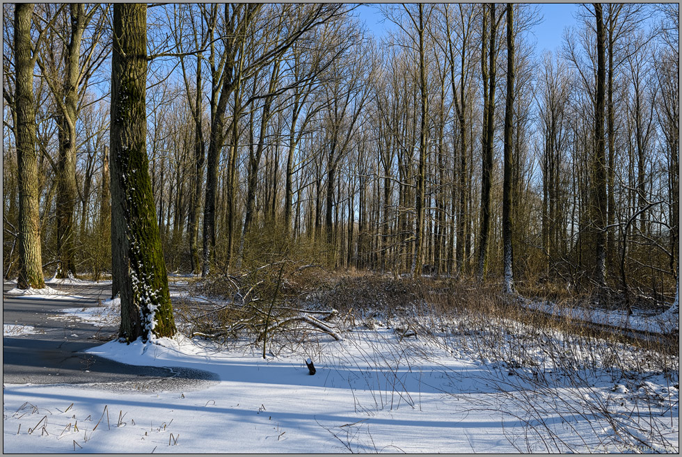 bei Eis und schnee... Ilvericher Altrheinschlinge *Meerbusch*, Bruchwald in den Rheinauen im Winter