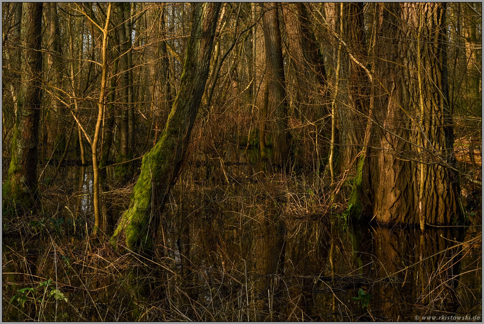 urwüchsiger, fast undurchdringlicher Wald... Meerbusch *Lanker Bruch*, sumpfiger Auwald, Erlenbruchwald, stehendes Gewässer im Bereich einer vor Jahrhunderten verlandeten Rheinschlinge, Altrhein