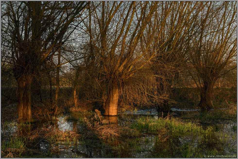 alte Kopfweiden... Meerbusch *Lank Latum*, nassfeuchte Wiese an der Pappelallee bei hohem Wasserstand