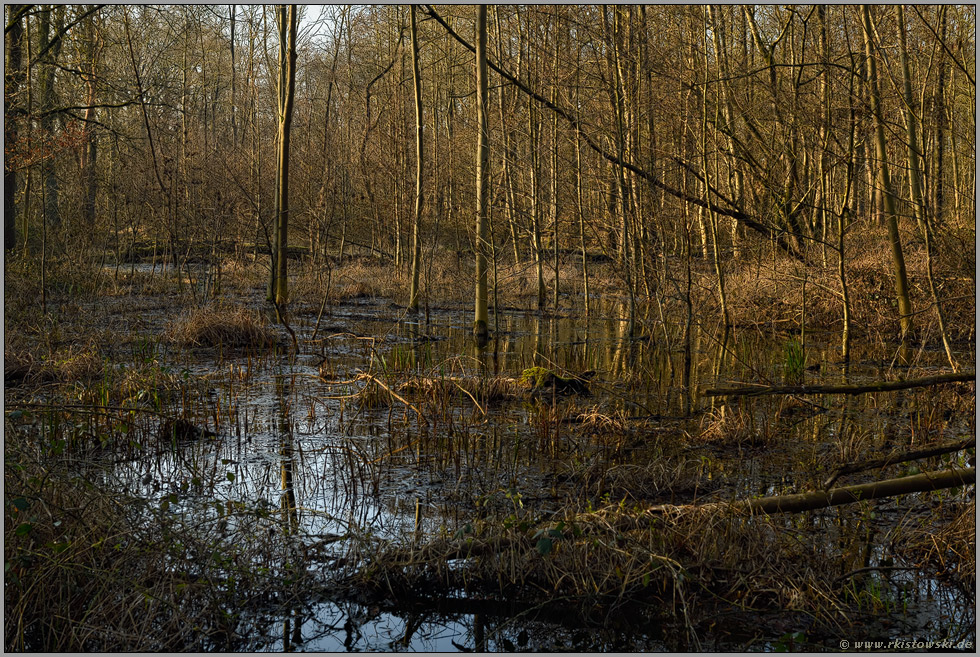 sumpfiger Bruchwald... Meerbusch *Herrenbusch*, Erlenbruchwald im Bereich einer vor Jahrhunderten verlandeten Rheinschlinge, Altrhein