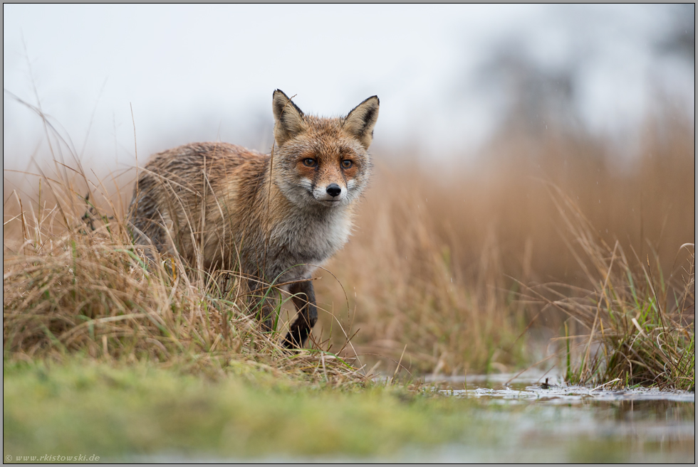 bei Regenwetter... Rotfuchs *Vulpes vulpes* hoch konzentriert unterwegs im Feuchtgebiet, nassfeuchte, sumpfige Wiese