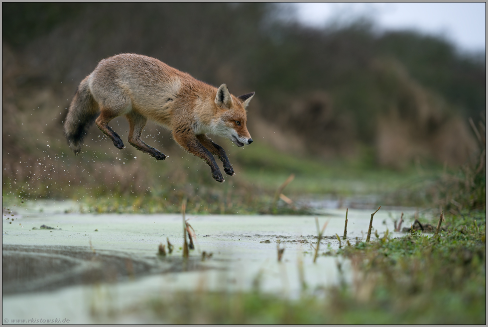 sprungstark... Rotfuchs *Vulpes vulpes* springt über ein Gewässer