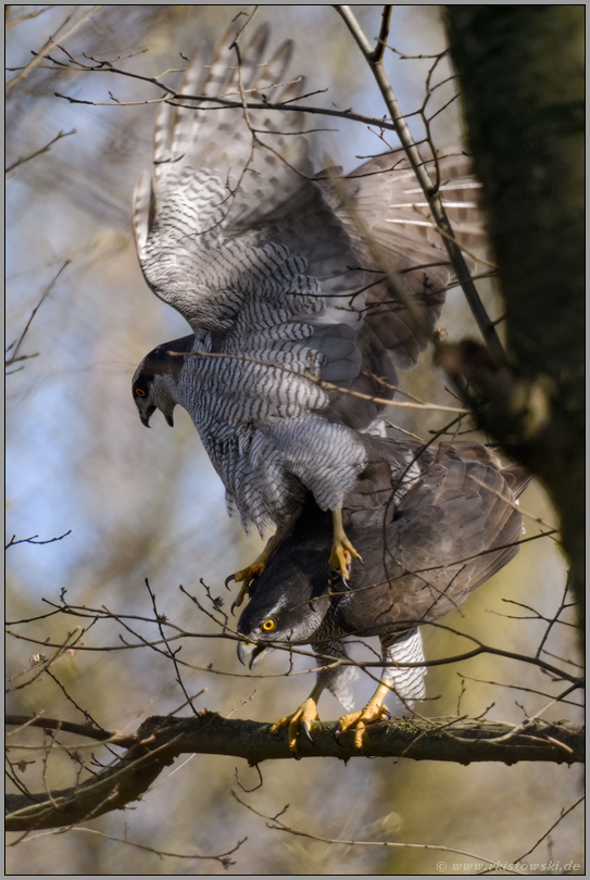 der Abstieg... Habicht *Accipiter gentilis*, Paarung der Habichte