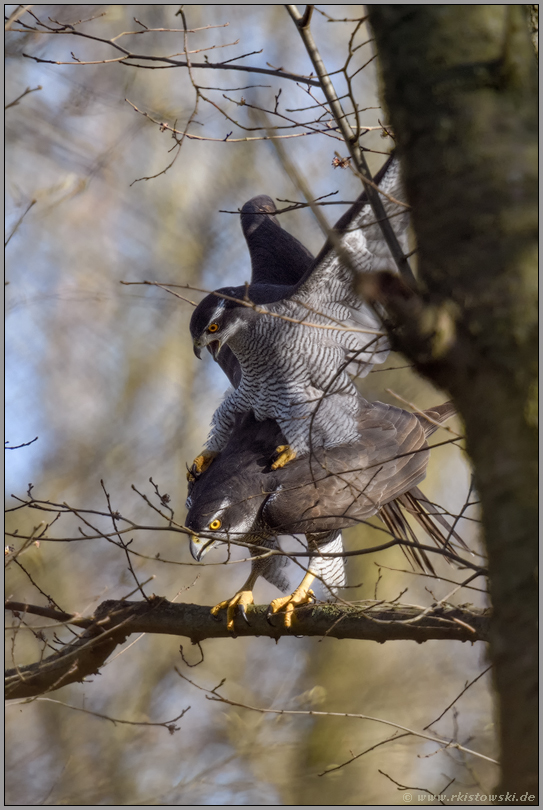 hoch erregt... Habicht *Accipiter gentilis*, Habichtpärchen bei der Paarung, Kopulation