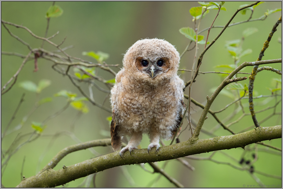 Kinderaugen... Waldkauz *Strix aluco*, Waldkauzästling schaut mit großen runden Kulleraugen in die Welt, Jungvogel kurz vor dem Flüggewerden