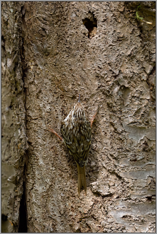 nahezu perfekt getarnt... Gartenbaumläufer *Certhia familiaris* am Baumstamm, Aufsicht