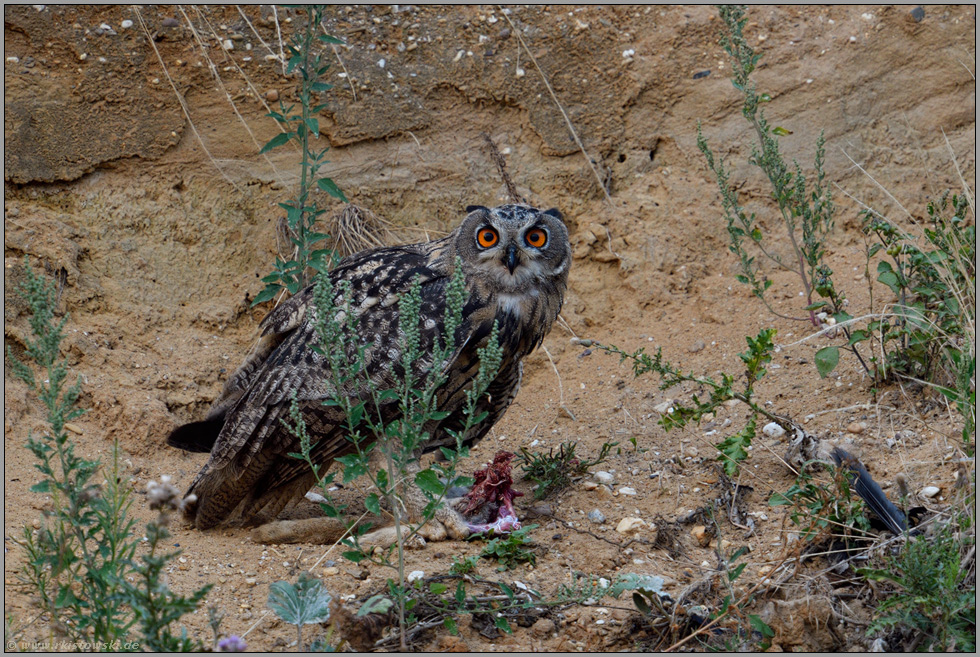 auf Beuteresten... Europäischer Uhu *Bubo bubo*, sucht direkten Blickkontakt, passt auf