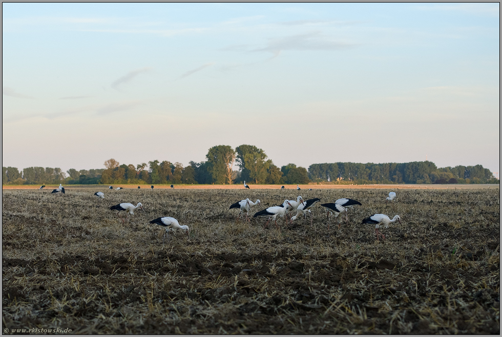 Versammlung der Jungstörche... Weißstorch *Ciconia ciconia*, junge Weißstörche bei der Nahrungssuche auf einem Acker bei Meerbusch