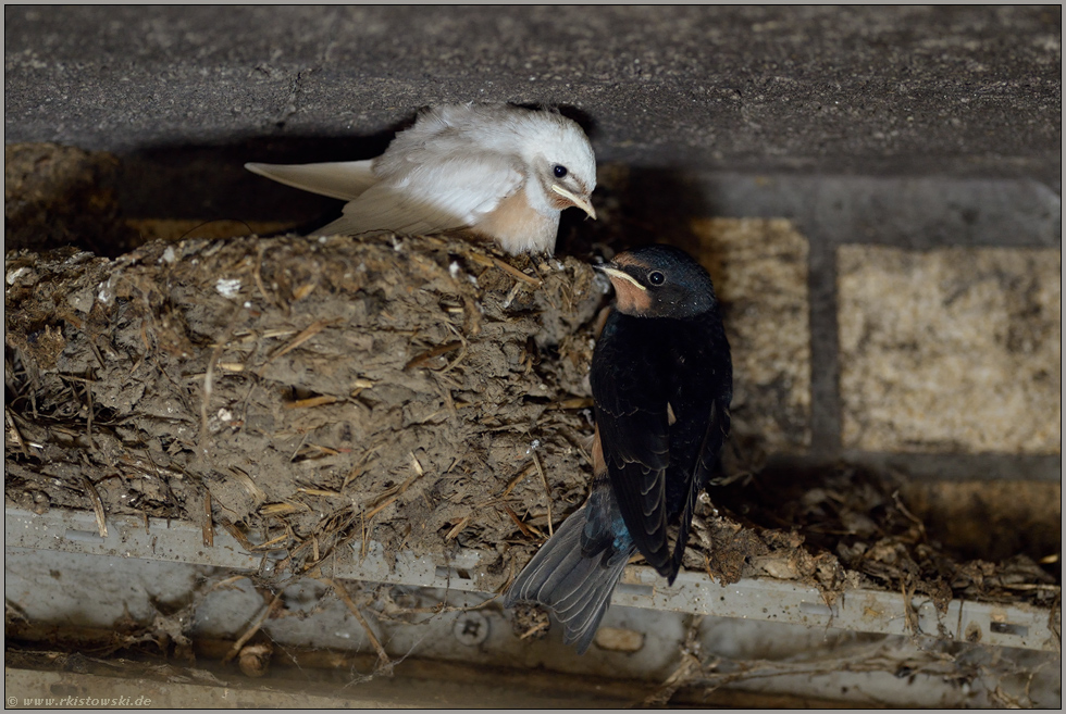 flügge werden... Rauchschwalbe *Hirundo rustica*, Jungvögel beim Verlassen des Nestes, weiße Rauchschwalbe, Leuzismus