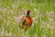 Fasanenbalz (1)... Fasan *Phasianus colchicus*