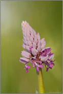 kleiner Mann... Helm-Knabenkraut *Orchis militaris*