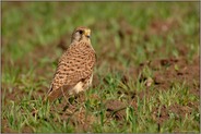 auf dem Feld... Turmfalke *Falco tinnunculus*