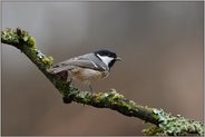 am Waldrand... Tannenmeise *Periparus ater*