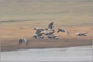 im Vorbeiflug... Weißwangengänse *Branta leucopsis*