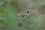 versteckt... Smaragdeidechse *Lacerta viridis*